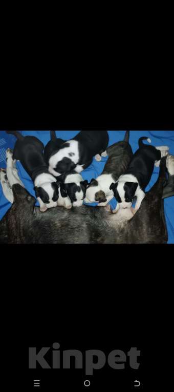 Собаки в Иркутске: Щенки АСТ Разнополые, 15 000 руб. - фото 7