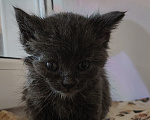 Кошки в Липецке: Отдаю котят в добрые руки Разнополые, Бесплатно - фото 8
