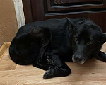 Собаки в Томске: Добрая собака ищет доброго хозяина Мальчик, Бесплатно - фото 1