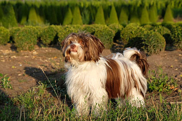 Биро-йоркширский терьер