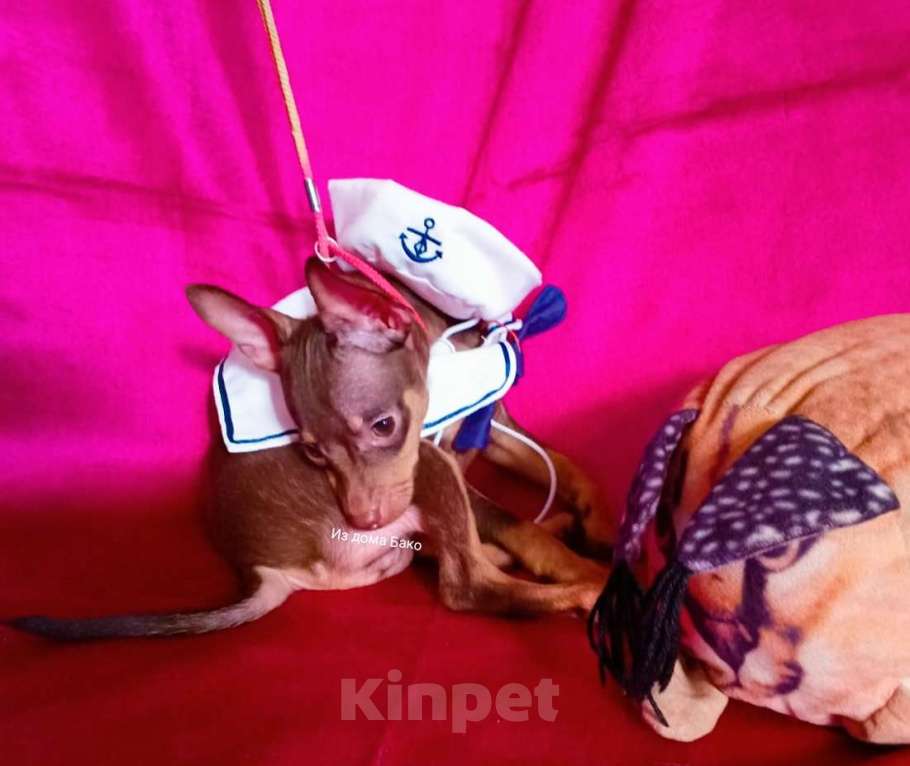 Собаки в Москве: Той терьер Шоколадый мальчик  Мальчик, 50 000 руб. - фото 3