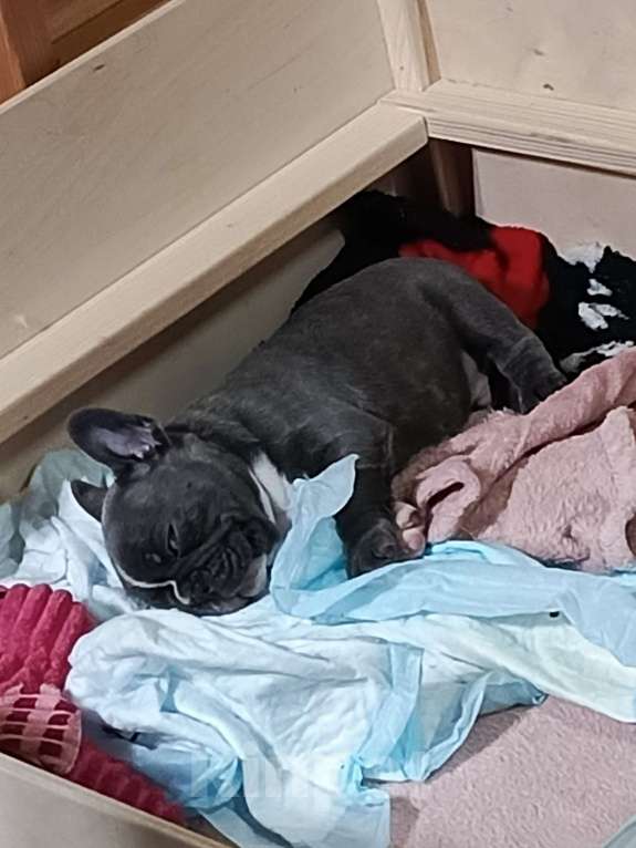 Собаки в Санкт-Петербурге: Щенок французского бульдога Мальчик, 100 000 руб. - фото 4