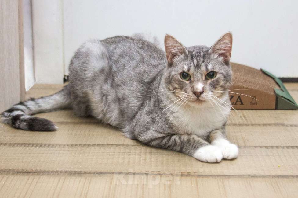 Кошки в Москве:  Ищет дом молодой котик цвета серебра, Сильвер нуждается в семье! Мальчик, Бесплатно - фото 3