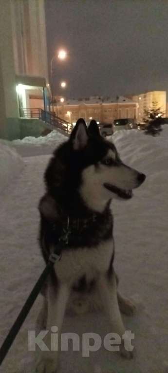 Собаки в Липецке: Отдам в добрые руки Мальчик, Бесплатно - фото 2