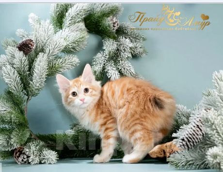 Кошки в Москве: Кошечка Маняша Девочка, Бесплатно - фото 2