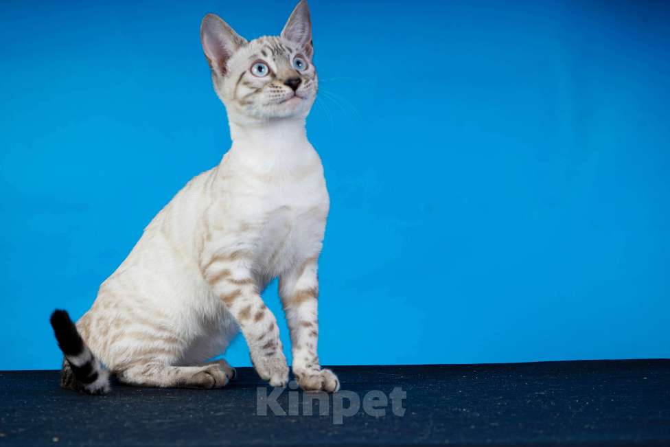 Кошки в Москве: Бенгальский котенок  Мальчик, 50 000 руб. - фото 1