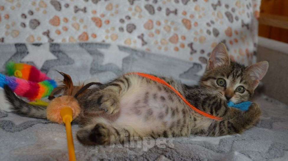 Кошки в Москве: Серый полосатый ручной котенок Кексик в добрые руки Мальчик, Бесплатно - фото 3