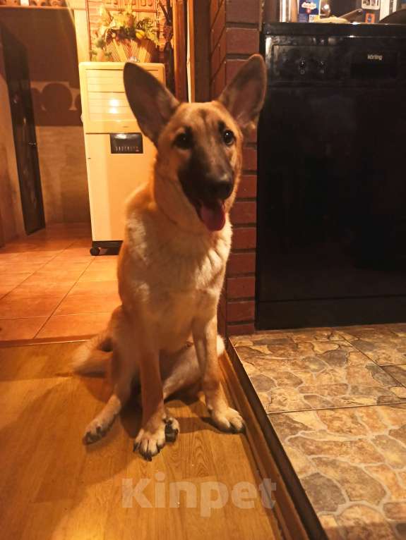 Собаки в Москве: Отдаëм в ДОБРЫЕ РУКИ Девочка, Бесплатно - фото 6