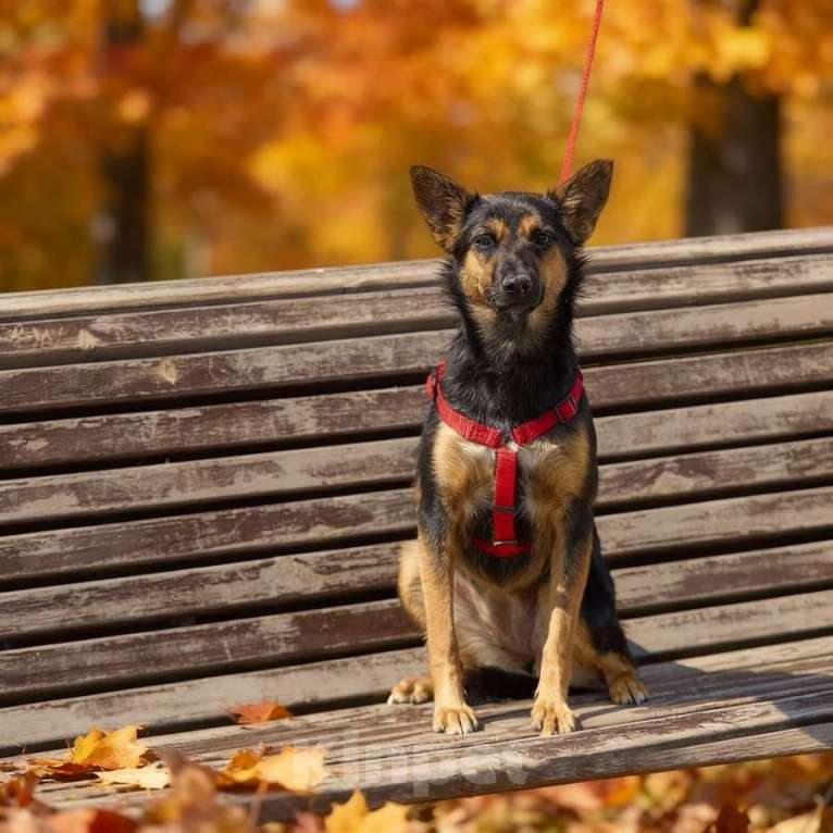 Собаки в Москве: Чипа, 1 год - энергичная, забавная и очень домашняя собака! Девочка, Бесплатно - фото 4