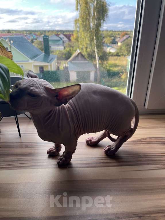 Кошки в Ковровом: Канадский сфинкс бомбино Мальчик, Бесплатно - фото 6