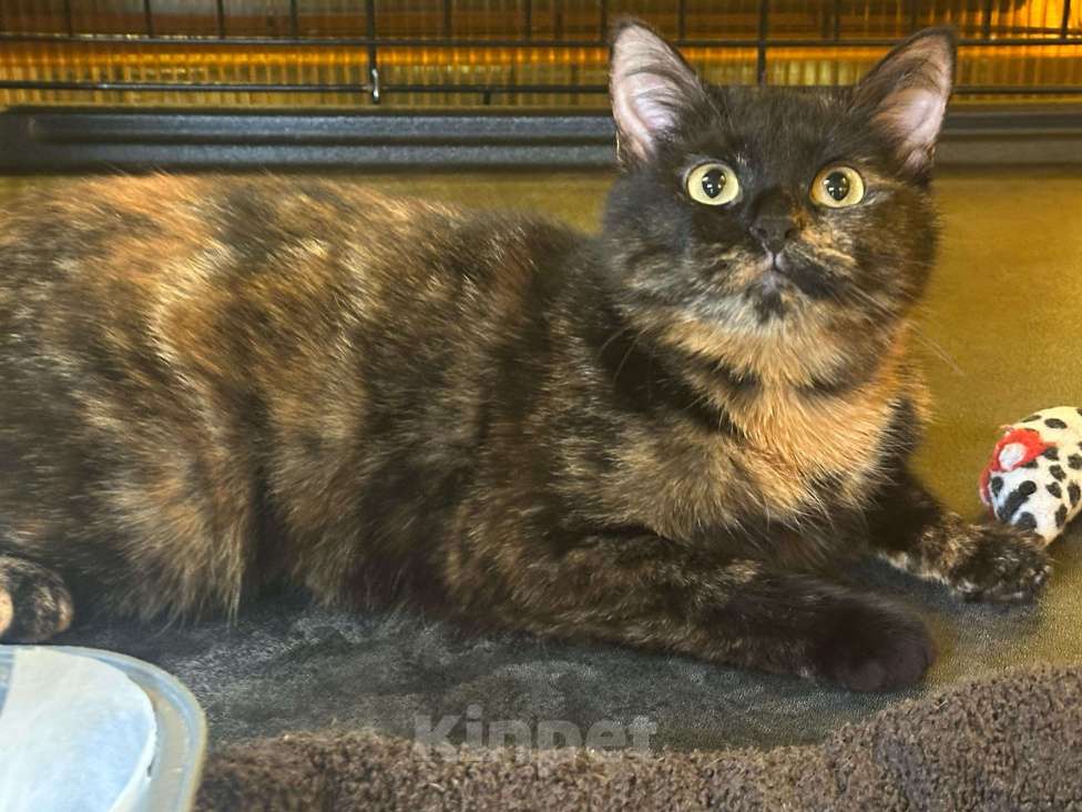 Кошки в Москве: Черепашки - тоже люди! Девочка, Бесплатно - фото 3