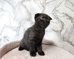 Кошки в Тольятти: Котенок скотишш фолд, темный шоколад Девочка, Бесплатно - фото 2