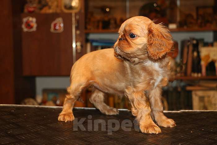 Собаки в Балашихе: мальчик черно-подпалый Мальчик, Бесплатно - фото 8