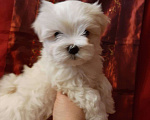 Собаки в Санкт-Петербурге: Мальтезе мини-девочка Дези Девочка, 65 000 руб. - фото 1