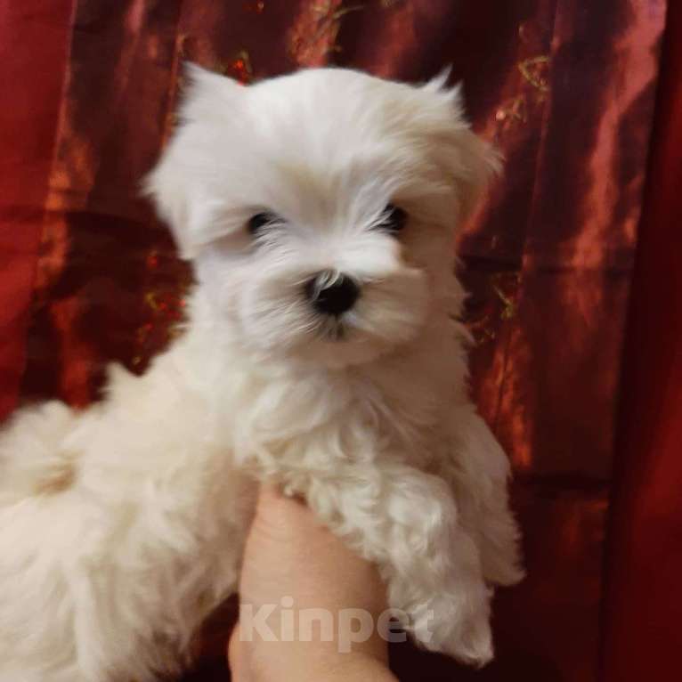 Собаки в Санкт-Петербурге: Мальтезе мини-девочка Дези Девочка, 65 000 руб. - фото 1