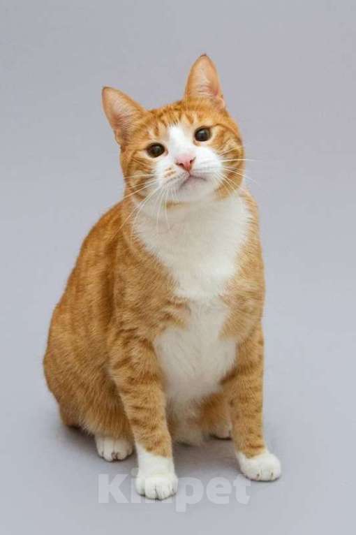 Кошки в Москве: Кот Гарик ищет доброе сердце. Мальчик, Бесплатно - фото 1