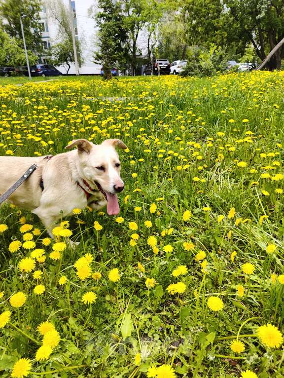Собаки в Москве: Трепетная Латика ищет дом Девочка, Бесплатно - фото 3