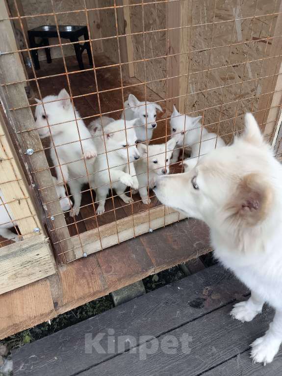 Собаки в других городах Рязанской области: Щенки в добрые руки. Разнополые, Бесплатно - фото 2