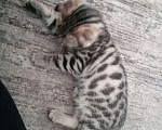 Кошки в Уфе: Котенок бенгальской породы Девочка, 8 000 руб. - фото 2