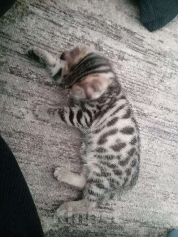 Кошки в Уфе: Котенок бенгальской породы Девочка, 8 000 руб. - фото 2