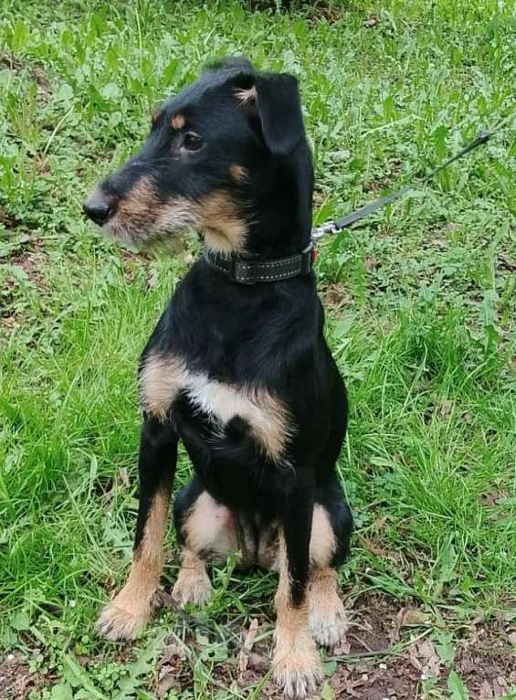 Собаки в Москве: Бородатая Рэйма Девочка, Бесплатно - фото 2