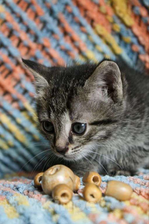 Кошки в Москве: Котенок Джульбарс ищет дом Мальчик, Бесплатно - фото 3