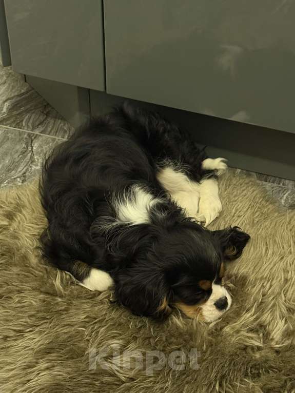 Собаки в Москве: Щенок (сука) кавалер кинг чарльз спаниэль Девочка, 135 000 руб. - фото 7
