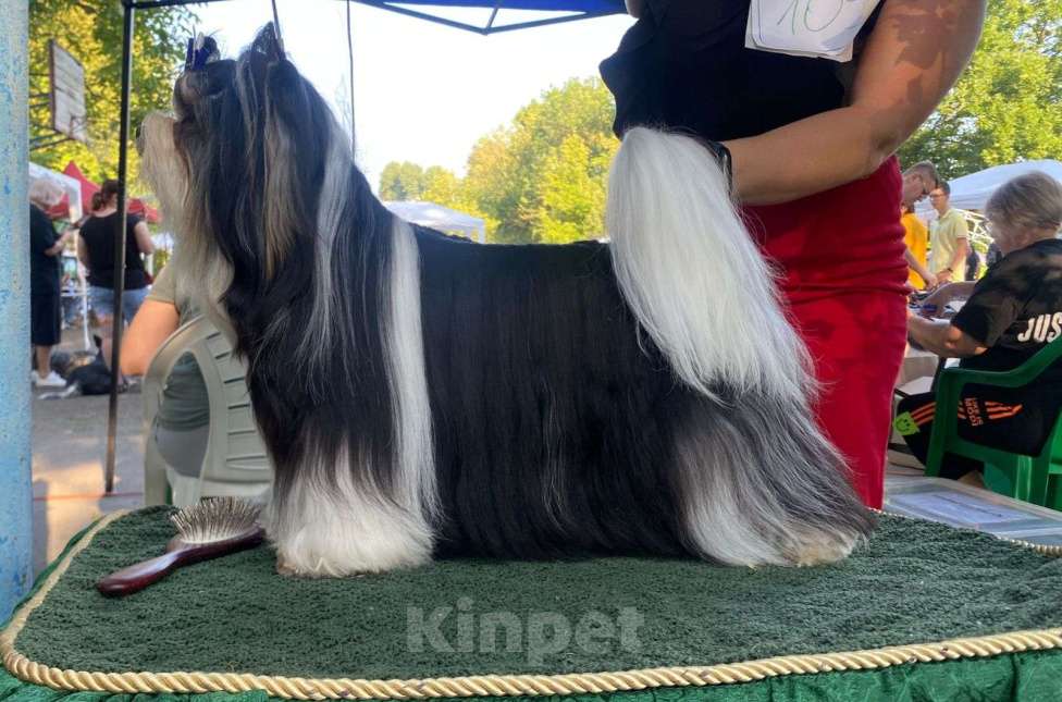 Собаки в Челябинске: Бивер для вязки Мальчик, Бесплатно - фото 5