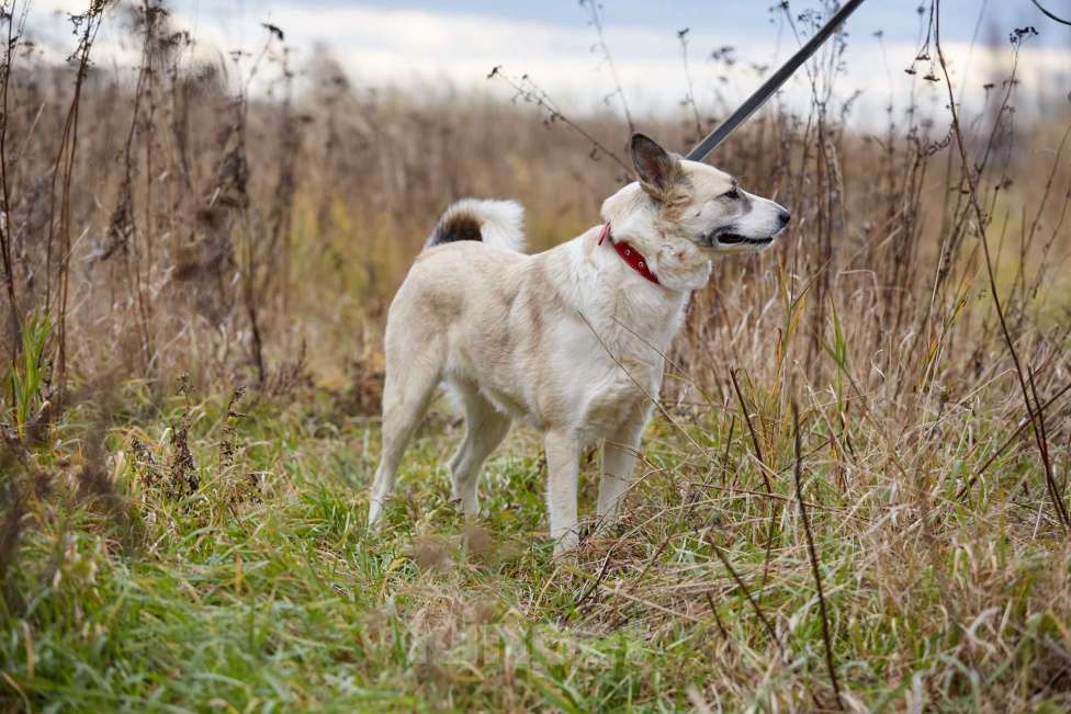 Собаки в Москве: Эльза, собака-принцесса из приюта Девочка, Бесплатно - фото 3