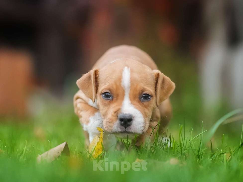 Собаки в других городах Самарской области: Породные щенки АСТ из питомника Девочка, 50 000 руб. - фото 3