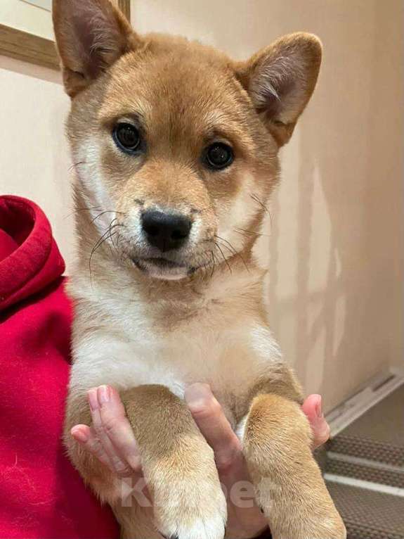 Собаки в Нижнем Новгороде: Сиба ину девочка и мальчик продажа  Девочка, 50 000 руб. - фото 5