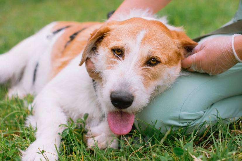 Собаки в Москве: Боб ищет семью  Мальчик, Бесплатно - фото 4