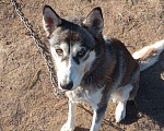 Собаки в Томске: Щенки в дар — 8 пушистых радостей 🐶 Бесплатно в добрые руки! Мальчик, Бесплатно - фото 6