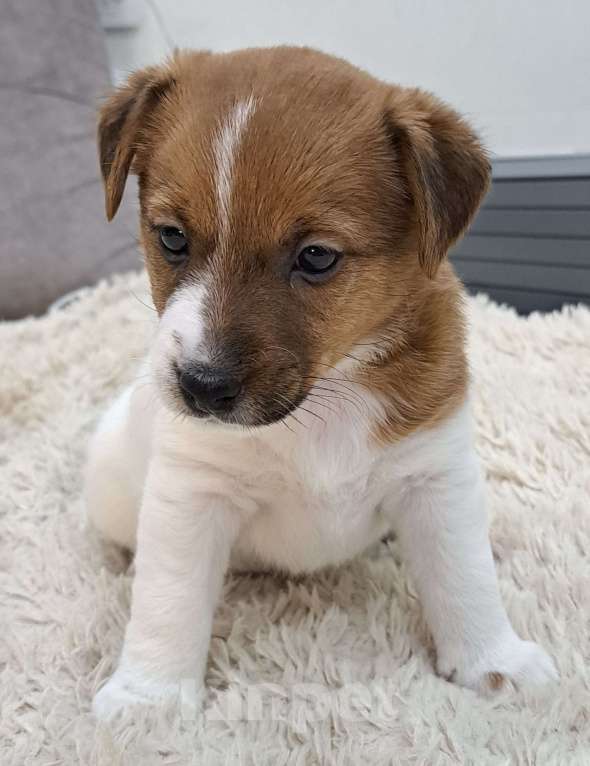 Собаки в Усинске: Джек Рассел терьер Девочка, 30 000 руб. - фото 3