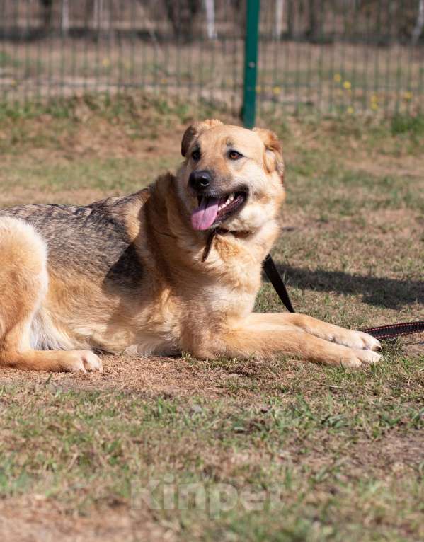 Собаки в Москве: Ждет ВАс заобнимать Девочка, Бесплатно - фото 3