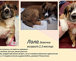 Собаки в Химках: Маленькие пушистые комочки счастья ищут свой дом! Разнополые, Бесплатно - фото 3