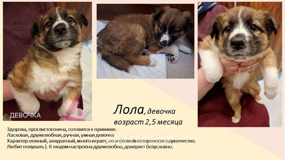 Собаки в Химках: Маленькие пушистые комочки счастья ищут свой дом! Разнополые, Бесплатно - фото 3