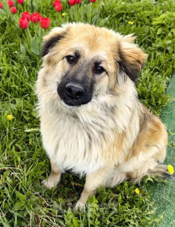 Собаки в Москве: Пушистый пёс Джек ищет дом Мальчик, 1 руб. - фото 1