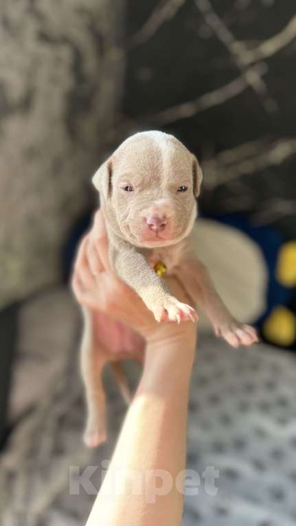 Собаки в Санкт-Петербурге: Девочка 🩷 Девочка, 40 000 руб. - фото 2