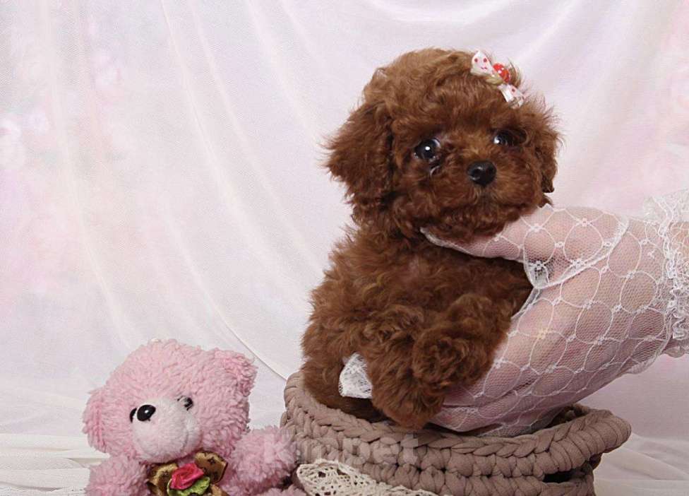 Собаки в Москве: Тикап Тедди пудель Девочка, Бесплатно - фото 3