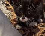 Кошки в Саранске: Котенок (девочка) ищет дом Девочка, Бесплатно - фото 5