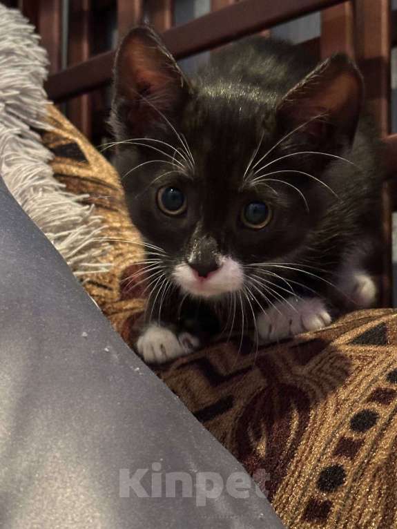 Кошки в Саранске: Котенок (девочка) ищет дом Девочка, Бесплатно - фото 5