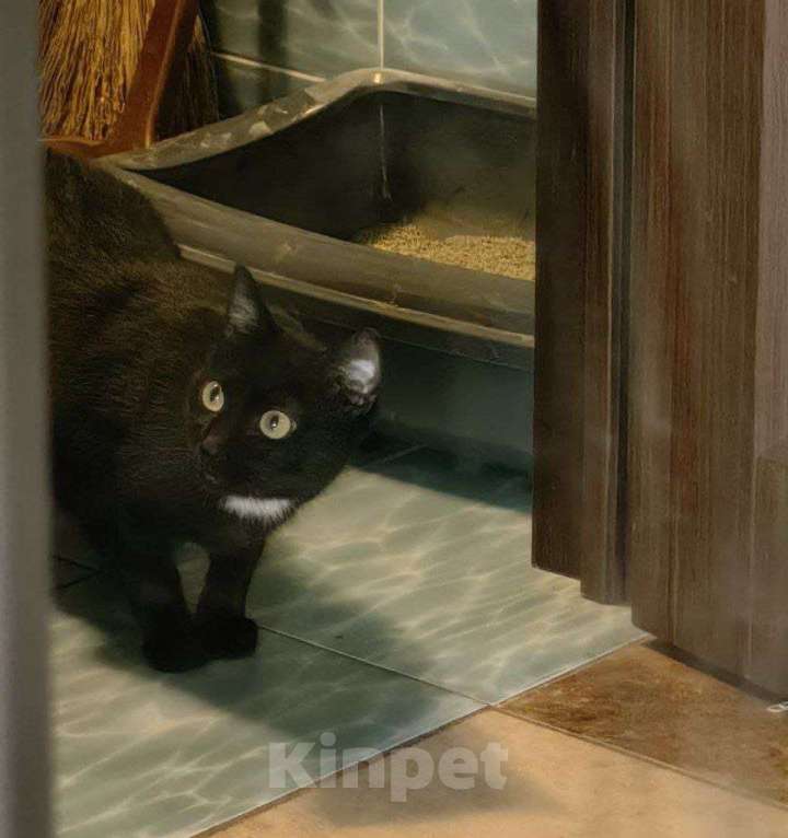 Кошки в Москве: Бэлле срочно нужен дом Девочка, Бесплатно - фото 4