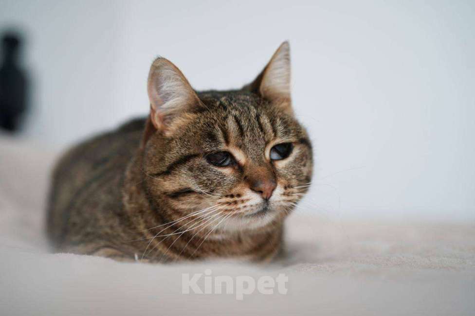 Кошки в Москве: Кошечка Соня ищет дом!  Девочка, Бесплатно - фото 3