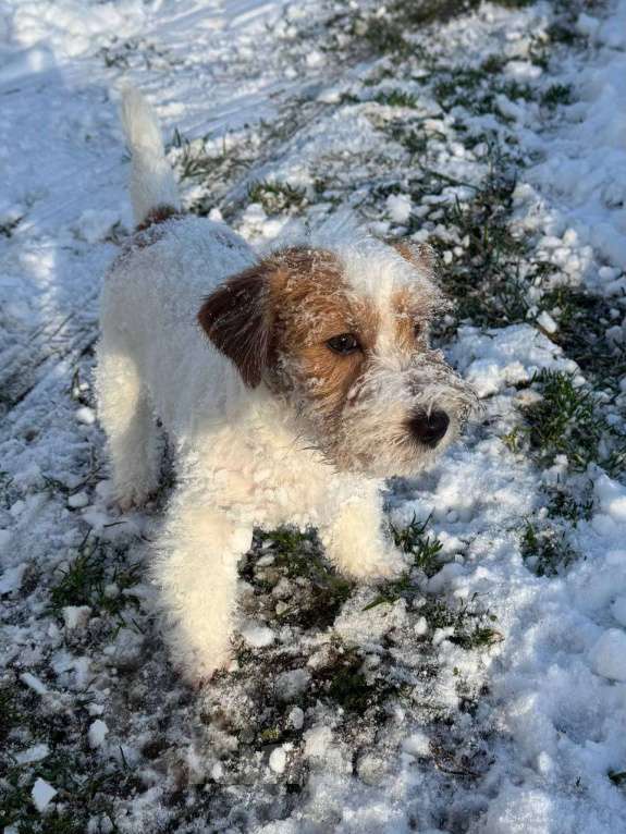 Собаки в Санкт-Петербурге: Марекс Солар Марио Мальчик, 80 000 руб. - фото 3