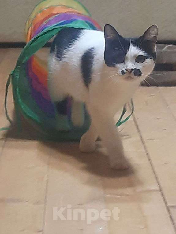 Кошки в Москве: Отдаю кошечку бесплатно Девочка, Бесплатно - фото 6