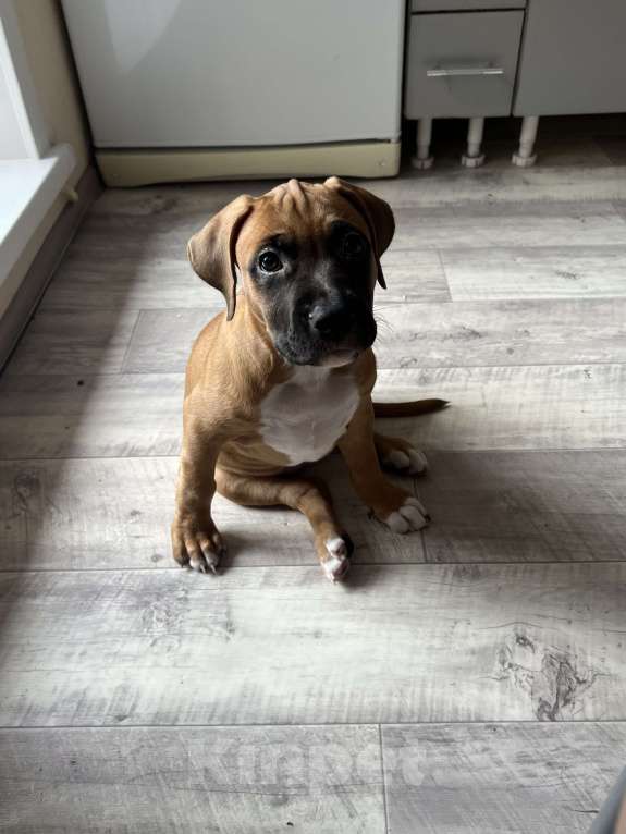 Собаки в Красноярске: Продам щенка  Девочка, 10 000 руб. - фото 2