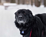 Собаки в Москве: Спокойный Рокки Мальчик, Бесплатно - фото 5
