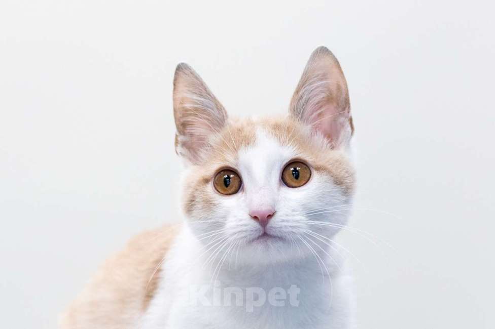 Кошки в Москве: Пончик Мальчик, Бесплатно - фото 6