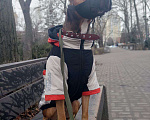 Собаки в Ростове-на-Дону: Стафф ищет новый любящий дом Мальчик, 1 руб. - фото 2